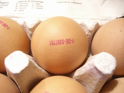 Eier MHD